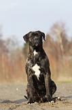 CANE CORSO 817